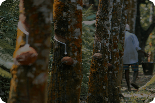 Tela do app com tarefas